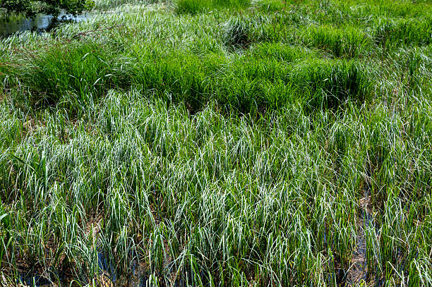 A wealth of green reeds and grasses stands on the shore of a lake