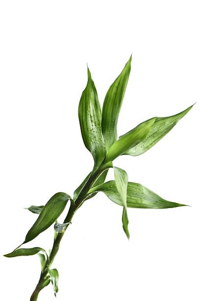 istock Green bamboo isolated on white background 2233692723