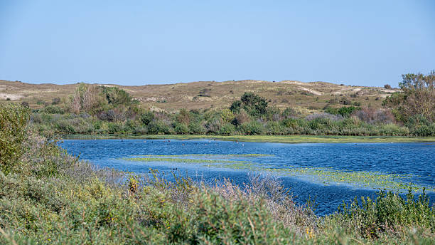 istock A lake in the dune nature reserve 2233694912