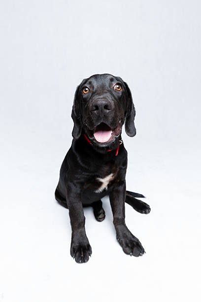 istock Happy black Labrador puppy portrait 2233695088