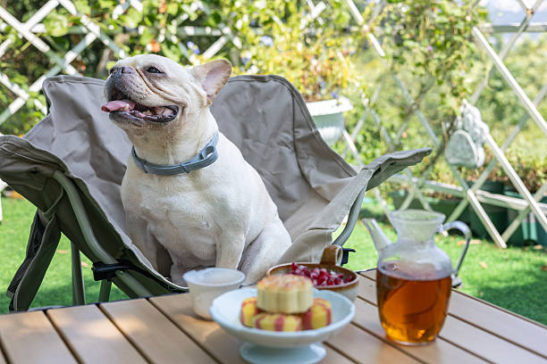 A French bulldog is drinking tea outdoors. There is tea and pastries on the table. Fruits. Looks very happy