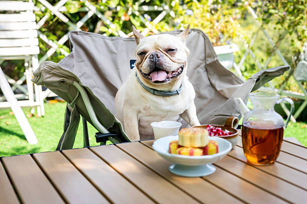 istock French bulldog is having tea outdoors 2233695155