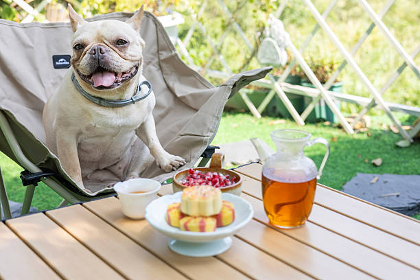 istock French bulldog is having tea outdoors 2233695156