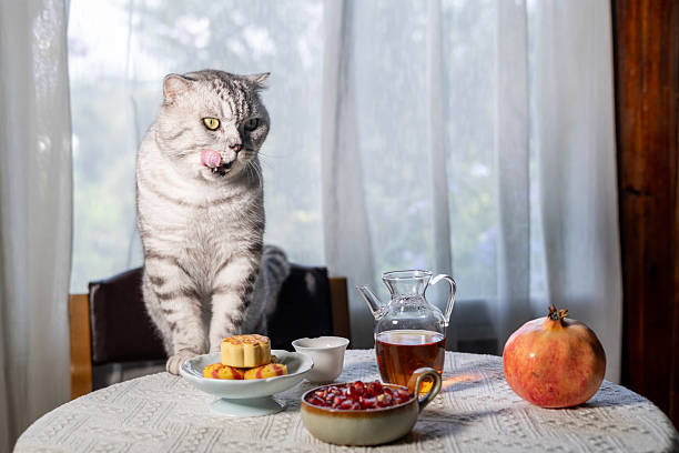 istock The American Shorthair cat is having a meal. 2233695246