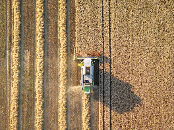 istock Harvesting wheat field with combine harvester 2233695546