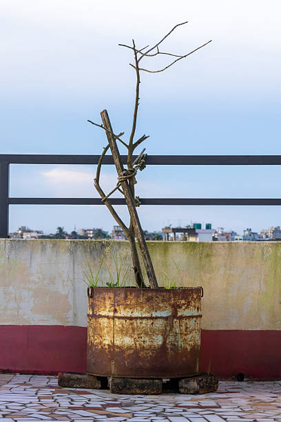 A dead, dry tree sits in a rusted metal container on a house rooftop, creating a lonely, desolate image of decay and resilience in an urban environment.