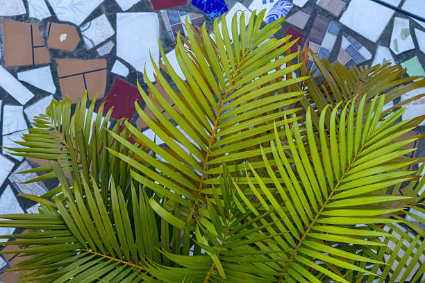 istock Close-up of a lush, vibrant green palm tree leaf with a natural texture and pattern. Tropical foliage background. Perfect for nature, travel, or botanical themes. 2233697415