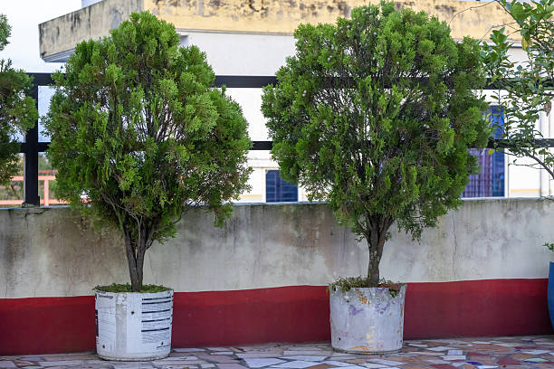 istock Two Chinese thuja trees (Platycladus orientalis) in weathered plastic containers on a rooftop. The plants, also called Oriental Arborvitae, are a popular choice for urban gardening and bonsai. 2233697418