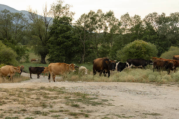 istock Cattle Herd Walks Dirt Path in Bansko Countryside 2233697633