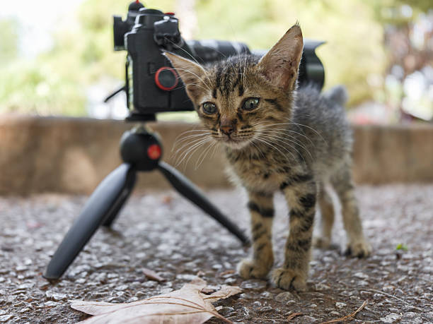 istock curious kitten looking at photographer's camera 2233697966