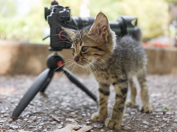 istock curious kitten looking at photographer's camera 2233698045
