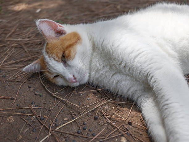 istock cute sleeping cat in the park 2233698085