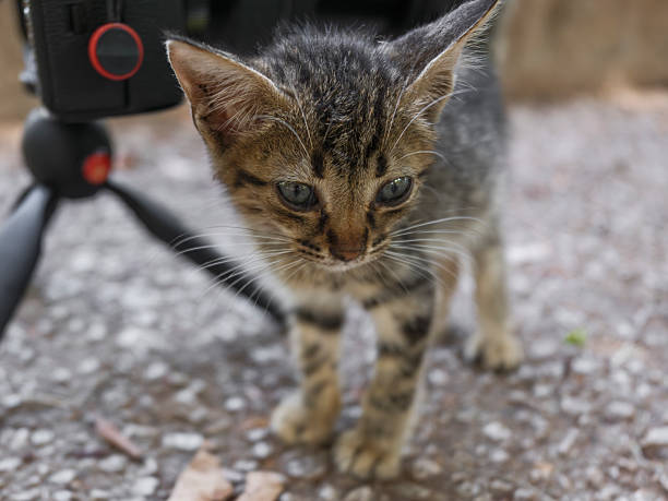 istock curious kitten looking at photographer's camera 2233698590