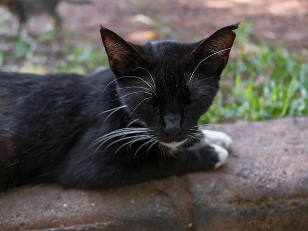 istock beautiful black cat in the garden 2233698719