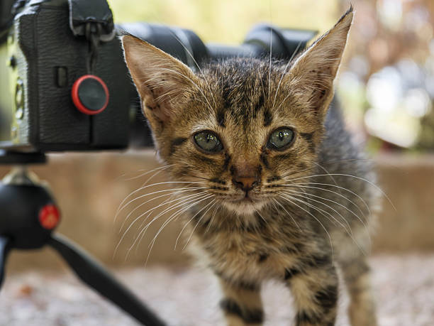 istock curious kitten looking at photographer's camera 2233698766