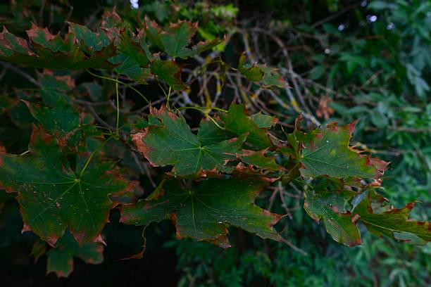 istock Maple Leaves with Brown Edges in Woodland 2233699036