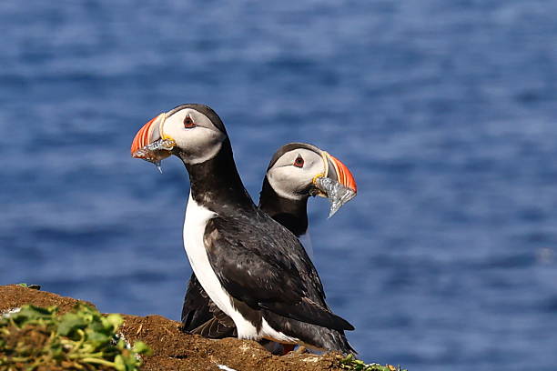 istock Two Atlantic puffins with fish in beaks standing together on cliff in Iceland 2233700632