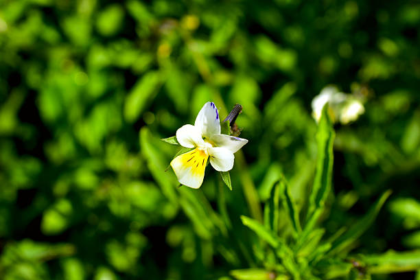 Close-up of a purple pansy