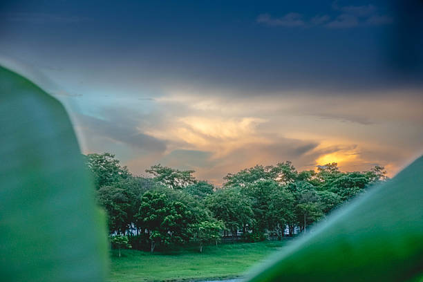 Beautiful evening landscape with golden sunset sky and dramatic clouds above lush green trees, framed with blurred leaves in the foreground.