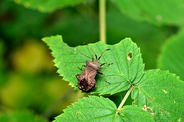 istock Insect Marginate Marginate on a green leaf. 2233701915