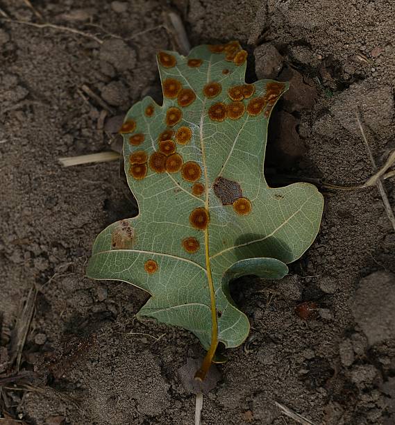 istock Oak Leaf with Fungal Infection on Soil 2233702762