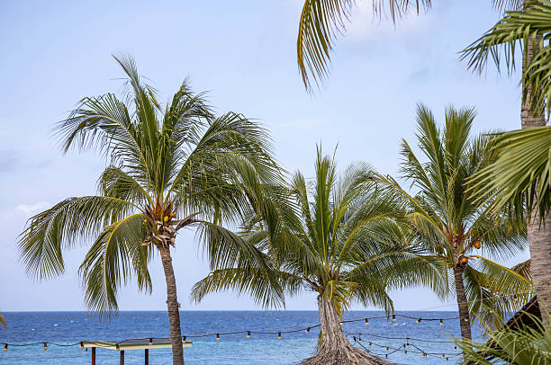 istock Palm trees at Jan Thiel Bay 2233702974