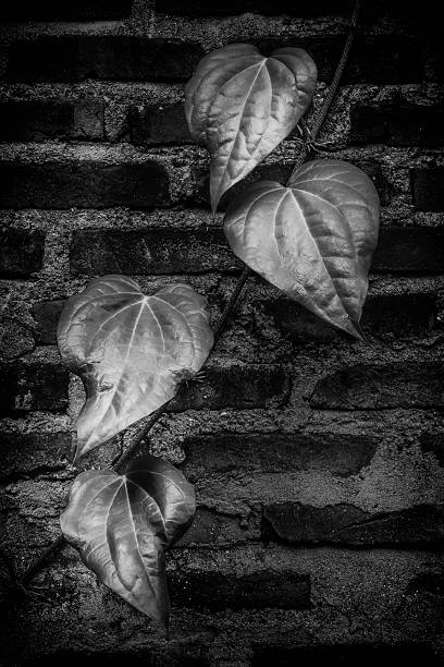 A black and white close-up of heart-shaped vine leaves climbing a brick wall. The high contrast between the soft, organic surface of the leaves and the rough, structured texture of the bricks creates a timeless and moody atmosphere. The absence of color emphasizes the interplay of light and shadow, drawing attention to the delicate details of the leaves' surface and the weathered mortar lines. The composition evokes a quiet tension between nature and man-made environment.