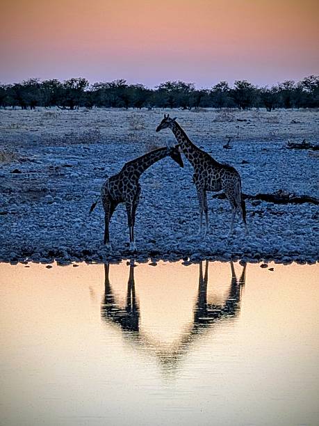 istock Giraffes in the sunset, reflecting in water 2233705052