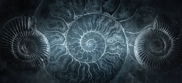 Detailed blue halved shell of a chambered nautilus (Nautilus pompilius) shows beautiful spiral pattern. Isolated on white