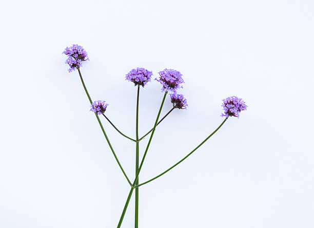 Purple verbena flowers on white background