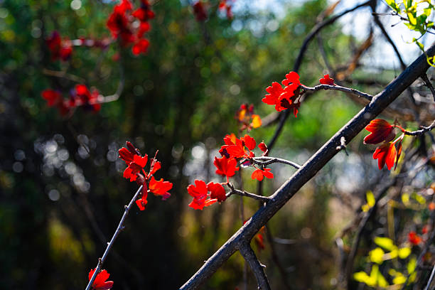 blooming crabapple flowers