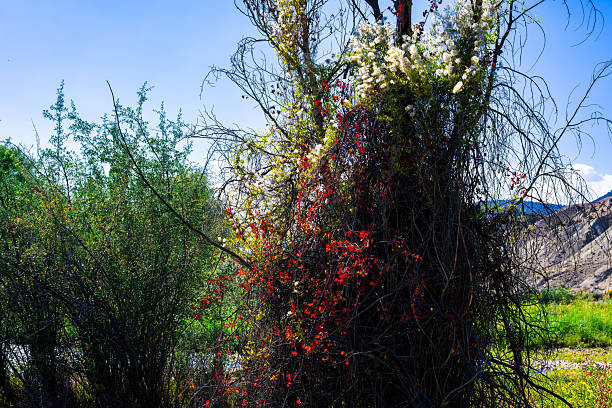 Fall foliage starting to turn color in a scenic Cottonwood tree forest.