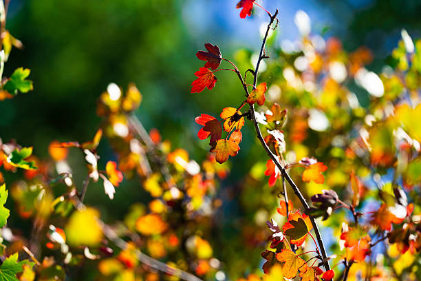 Fall foliage starting to turn color in a scenic Cottonwood tree forest.