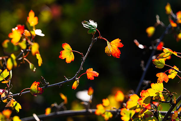 Fall foliage starting to turn color in a scenic Cottonwood tree forest.