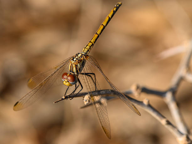 Closeup of Dragonfly on Branch in Sunset Light