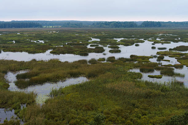 istock View over Lake Puurijarvi from an observation tower, Finland 2233708962