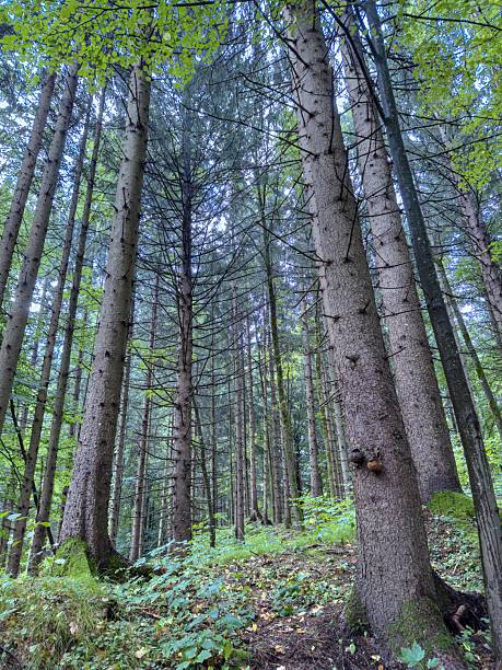 istock Majestic forest with tall pine trees in lush greenery during daytime 2233710380