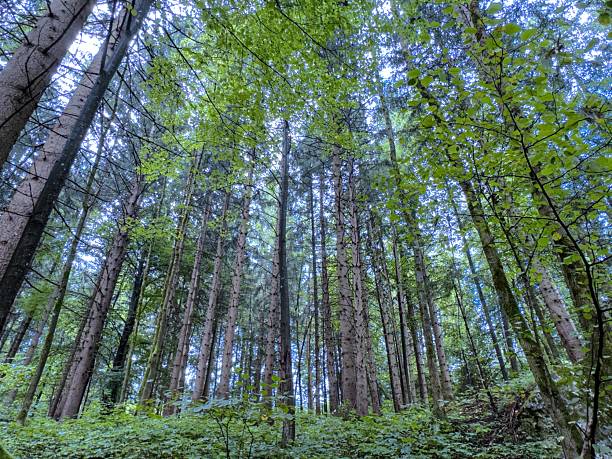 Serene forest with tall trees and lush greenery under soft sunlight