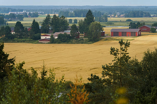 Countryside landscape with golden fields in Satakunta, Finland.