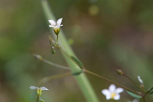 istock Blossom of a purging flax, Linum catharticum 2233711352