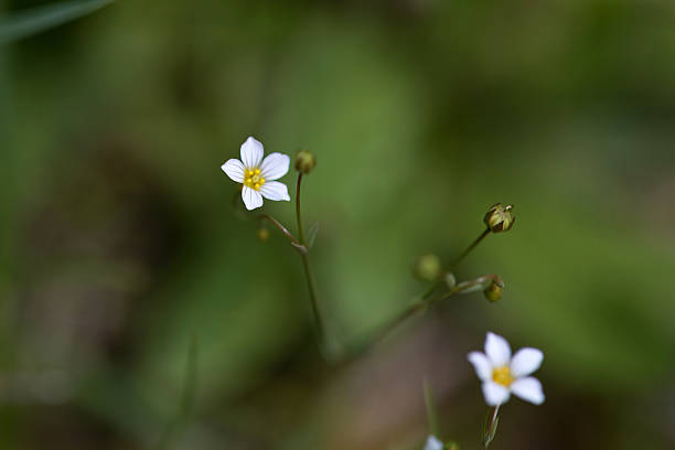 istock Blossom of a purging flax, Linum catharticum 2233711376
