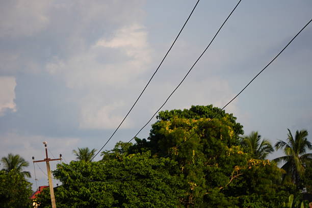 Overhead power lines above lush tropical treetops under cloudy sky