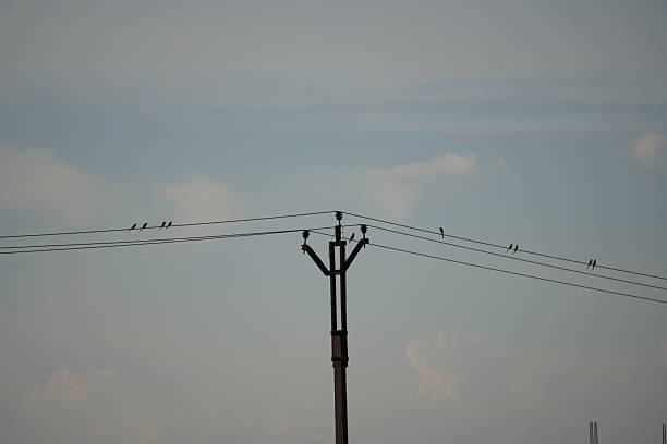 Birds perched on electric power line