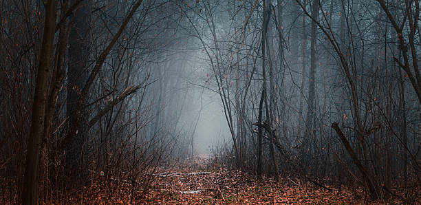istock Mysterious pathway perspective. Footpath through the dark, hazy, autumnal, misty forest with high trees. Arch in the autumnal forest with yellow leaves on the ground. 2233713396