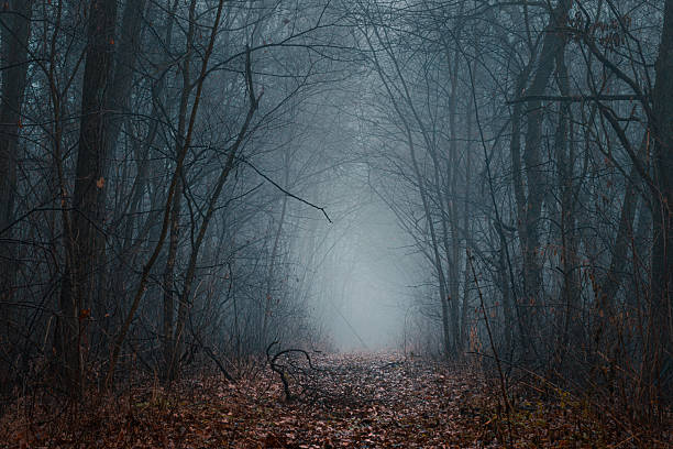 Mysterious pathway perspective. Footpath through the dark, hazy, autumnal, misty forest with high trees. Arch in the autumnal forest with yellow leaves on the ground.