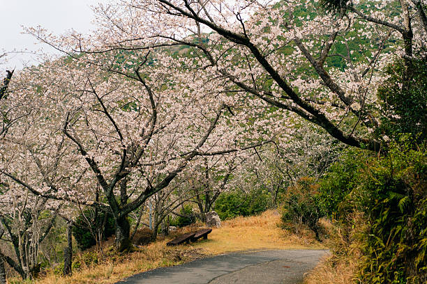 Washington DC neighborhood in cherry blossom season