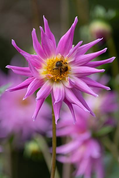 istock Bee on vibrant pink flower close-up. 2233715821