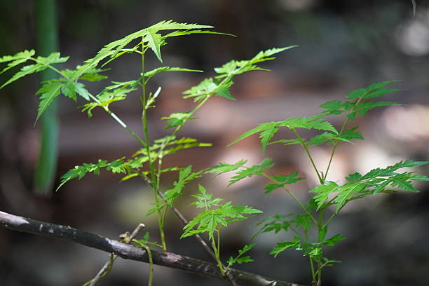 istock Fresh green neem leaves in soft forest light 2233716680