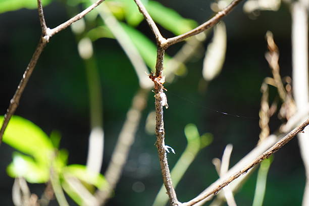 istock Dry insect exoskeleton clinging to sunlit twig 2233716761