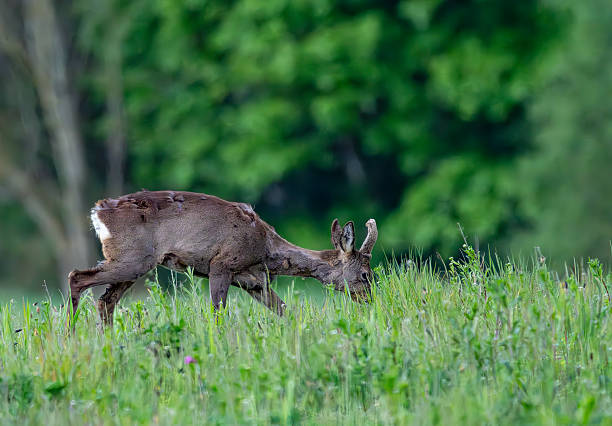 Roe deer stag grazing in a field near Gosforth Park Nature Reserve